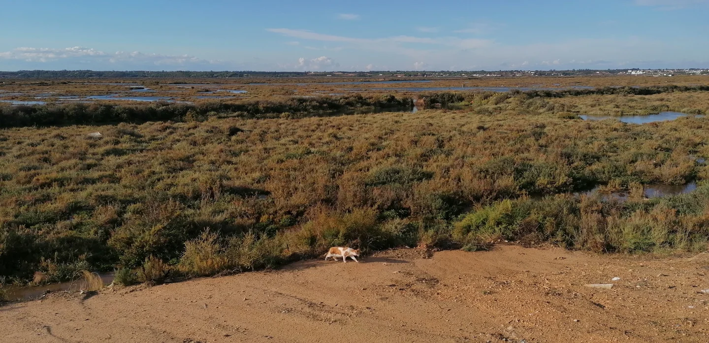 What's new in the marsh, pussycat?