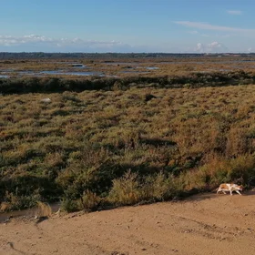 What's new in the marsh, pussycat?