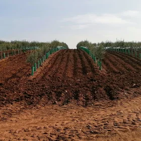 The future of olive farming?