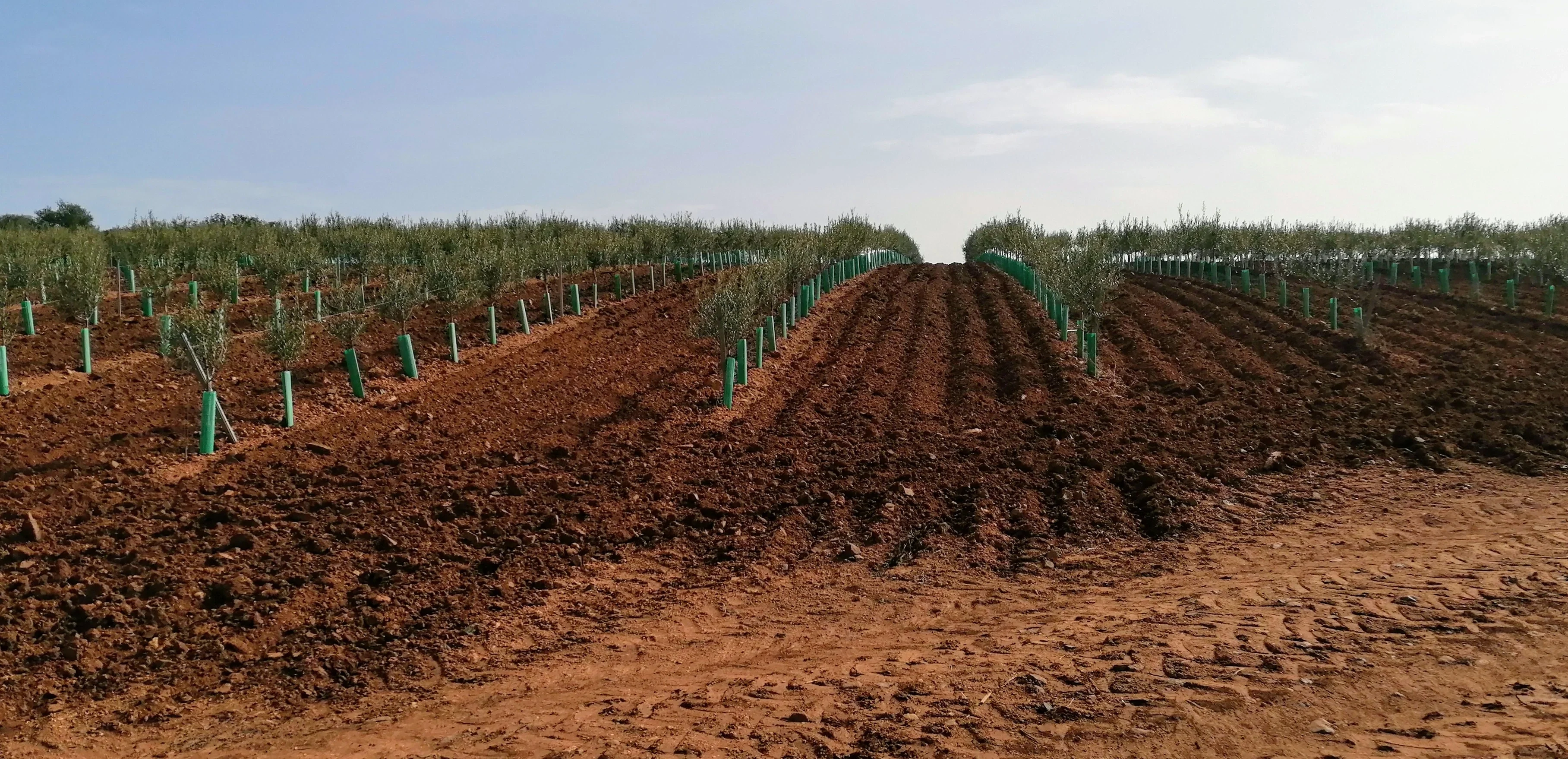 The future of olive farming?
