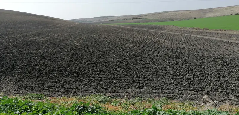 Signs of sheet erosion in Andalusian cultivated soils