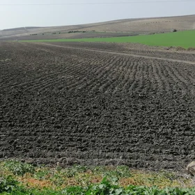 Signs of sheet erosion in Andalusian cultivated soils