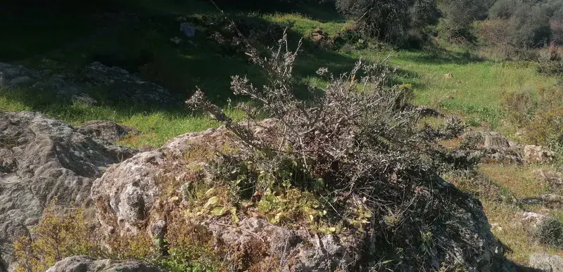 Spiny broom growing on the surface of a rock