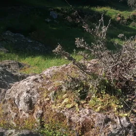 Spiny broom growing on the surface of a rock