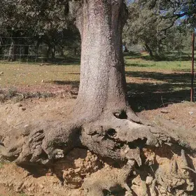 Tree roots fighting for food