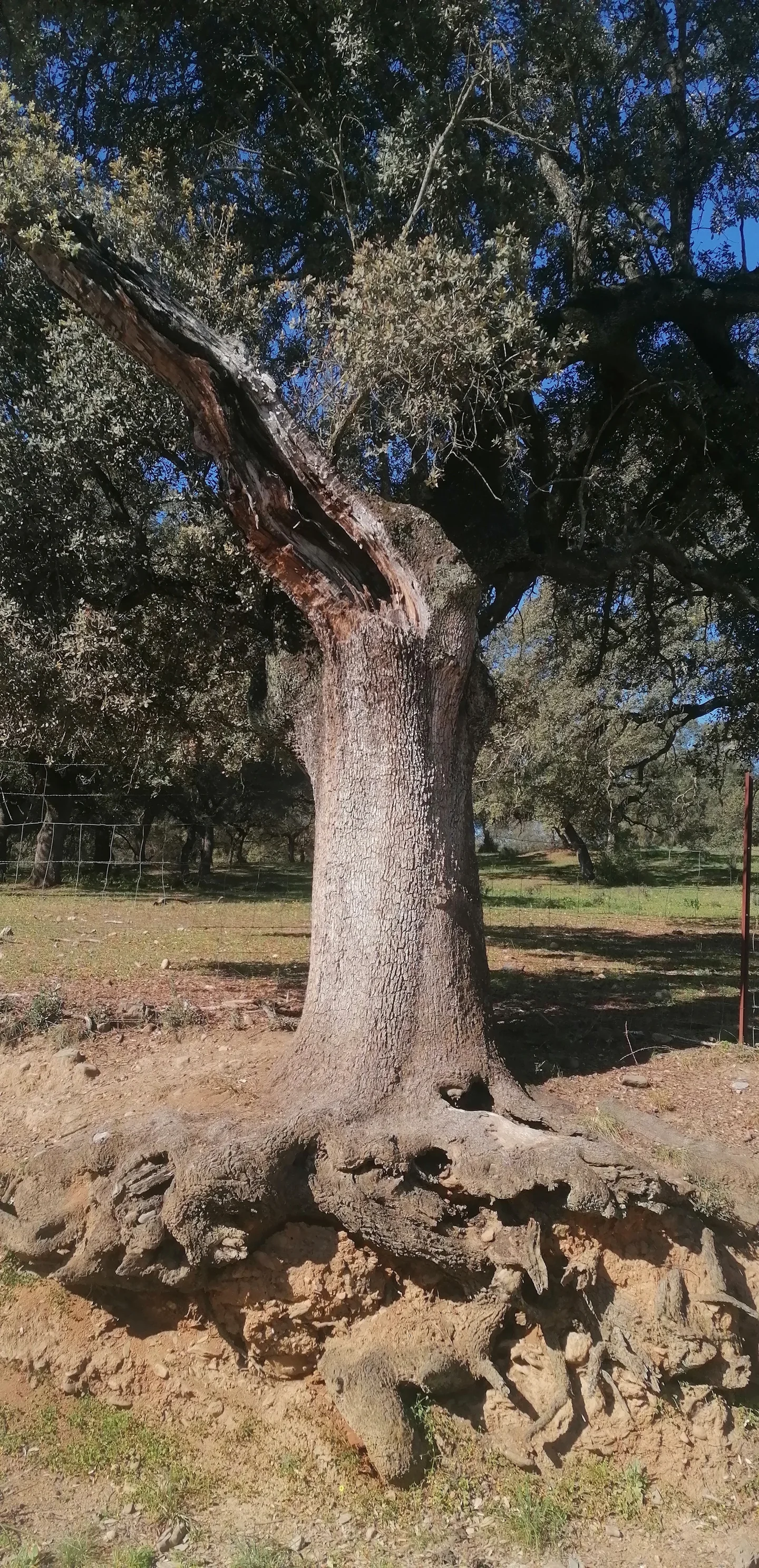 Tree roots fighting for food