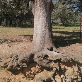 Tree roots fighting for food