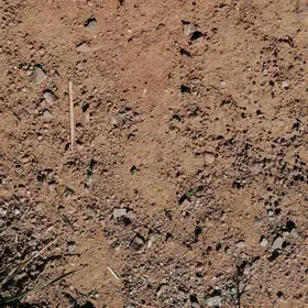 Ants carrying food to their nest