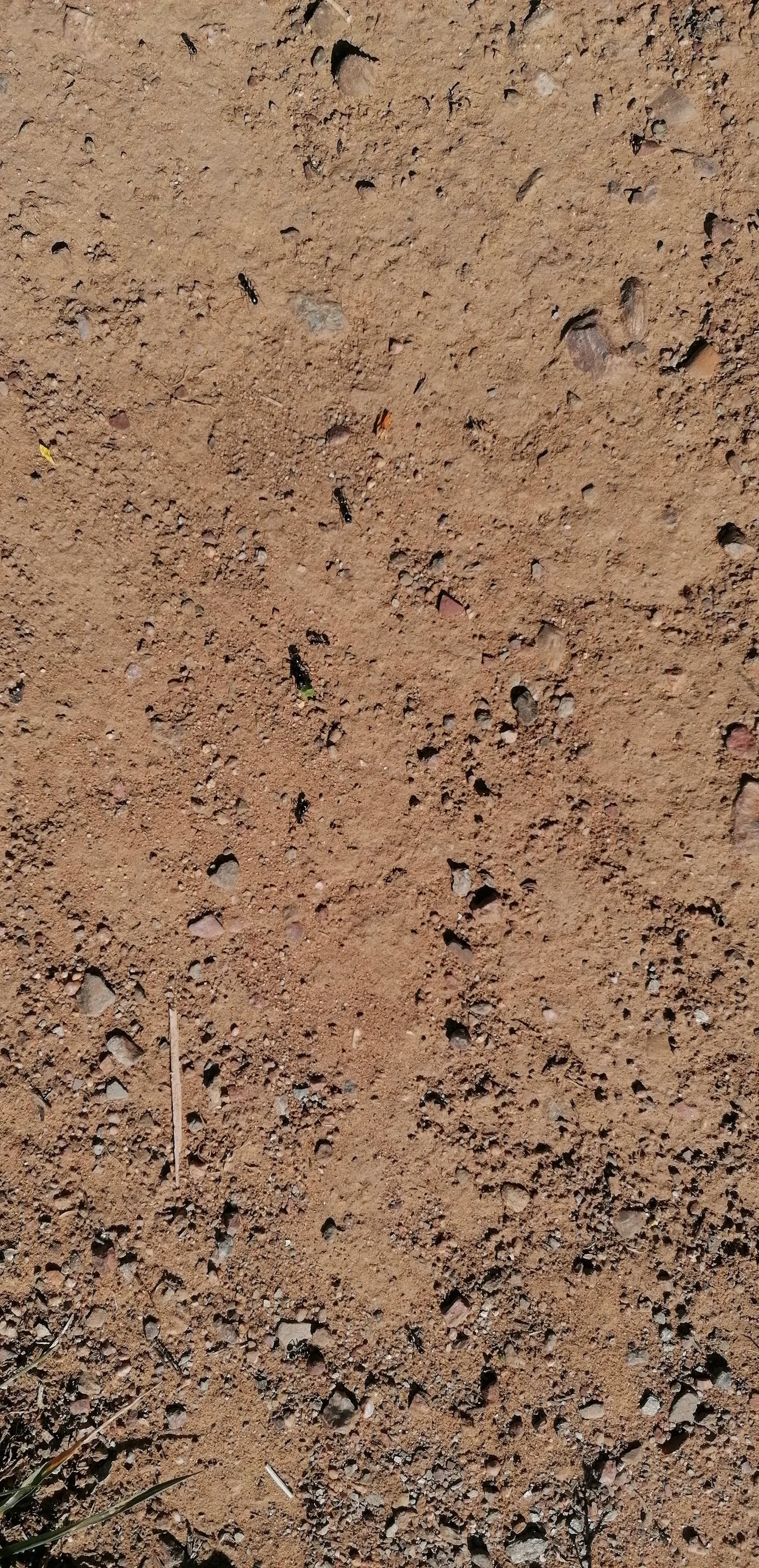 Ants carrying food to their nest
