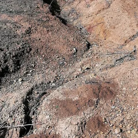 Short gully in a cultivated area