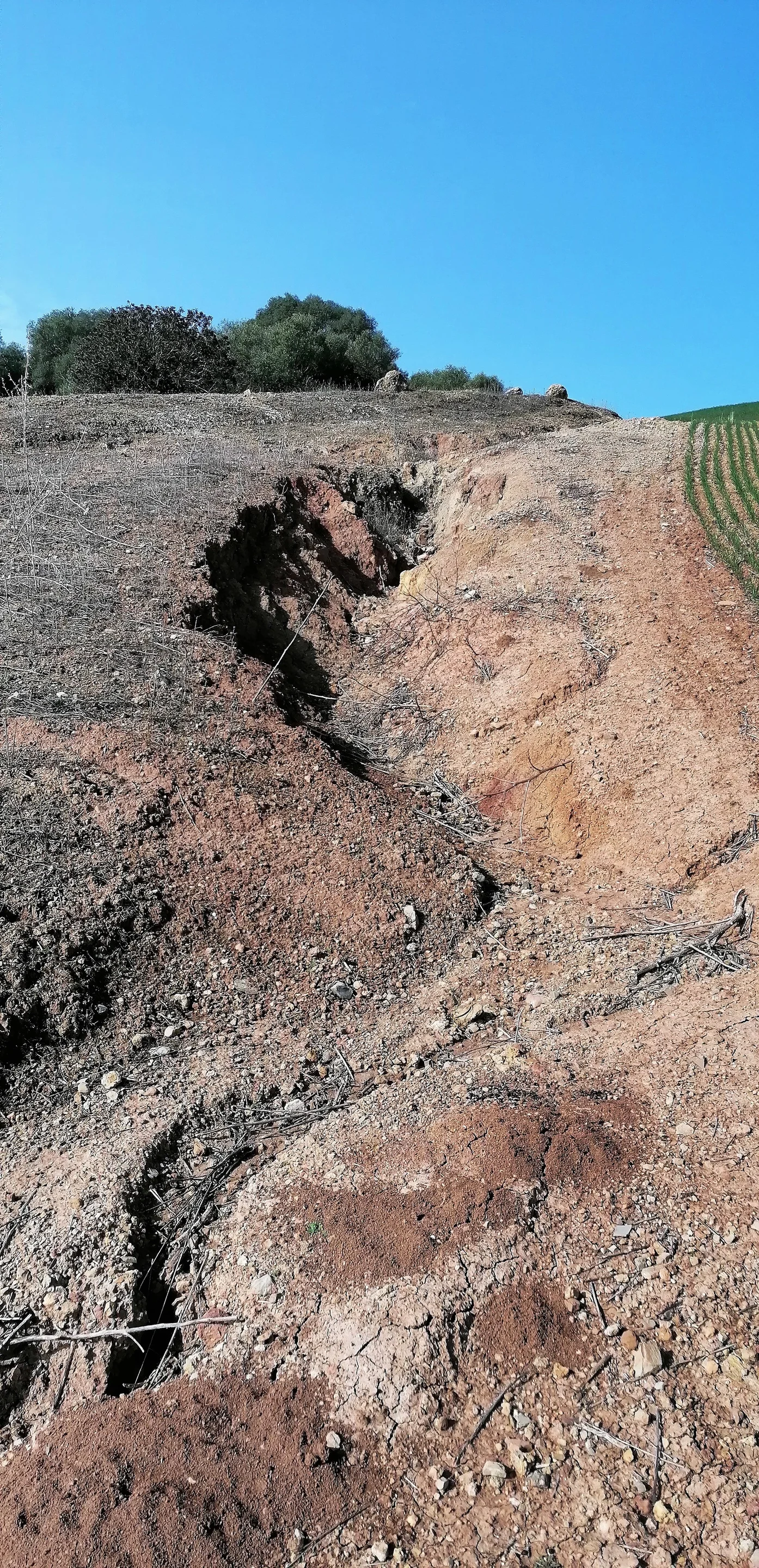 Short gully in a cultivated area