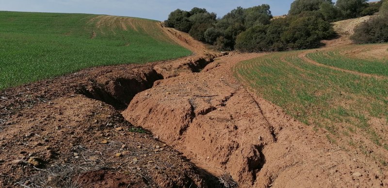 Gully crossing a cropped field in southern Spain