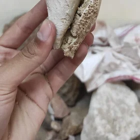 Big Attractive "Conus" Species, A Member of Gastropod Family