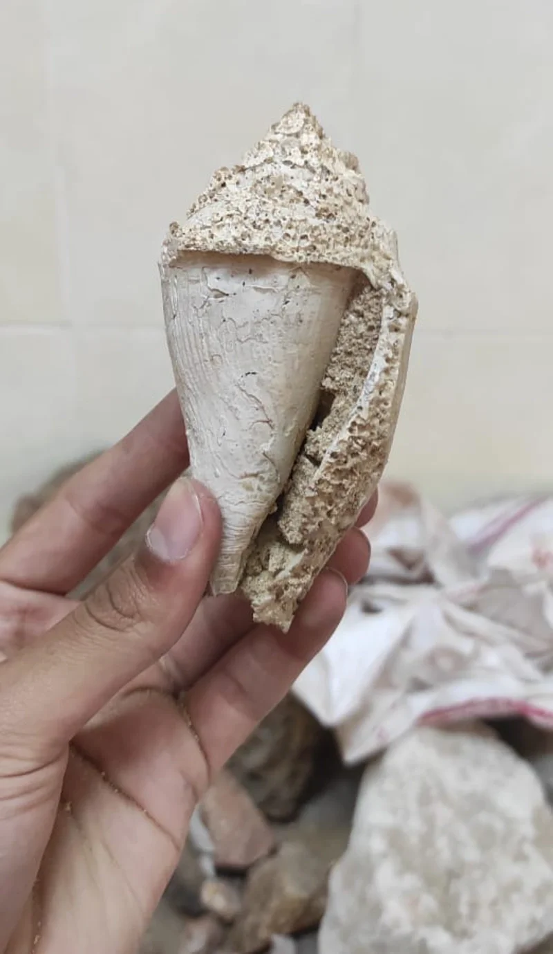 Big Attractive "Conus" Species, A Member of Gastropod Family