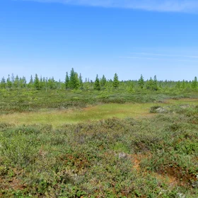Northern taïga landscape at Khanymey Research Station, Western Siberia.