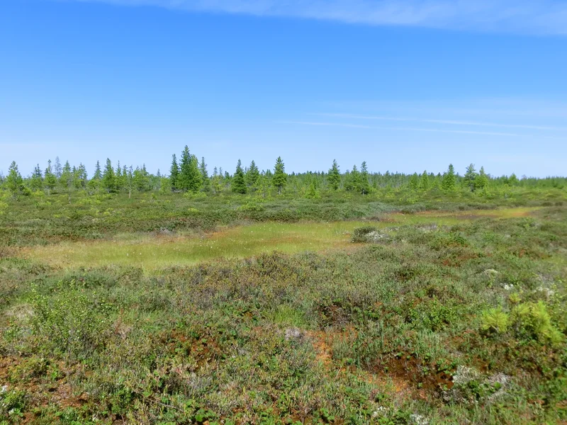 Northern taïga landscape at Khanymey Research Station, Western Siberia.