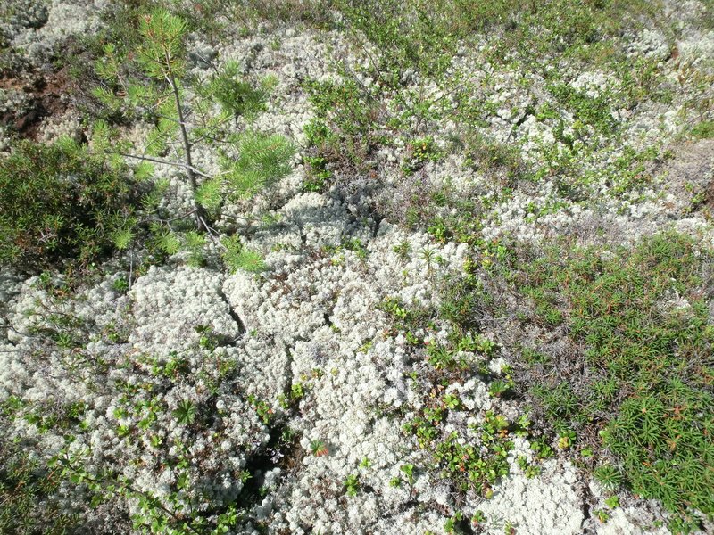 Thick lichen layer on a mound of a peatland at Khanymey Research Station, Western Siberia