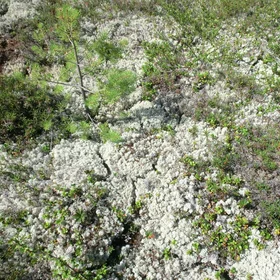 Thick lichen layer on a mound of a peatland at Khanymey Research Station, Western Siberia
