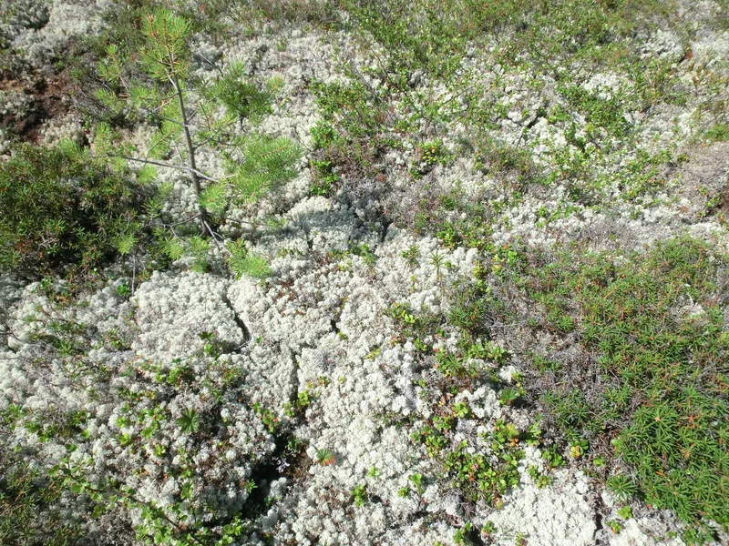 Thick lichen layer on a mound of a peatland at Khanymey Research Station, Western Siberia