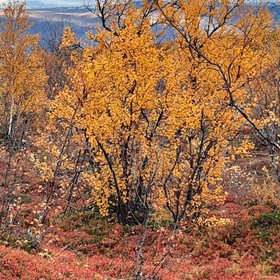 Autumnal colors in the boreal forest close to Abisko Scientific Research Station