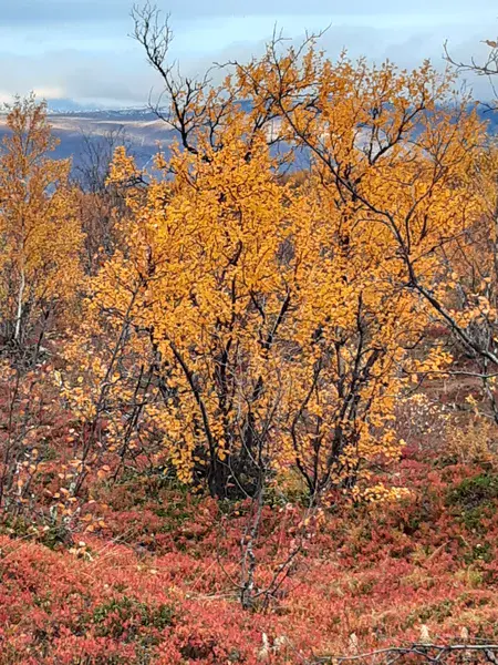 Autumnal colors in the boreal forest close to Abisko Scientific Research Station