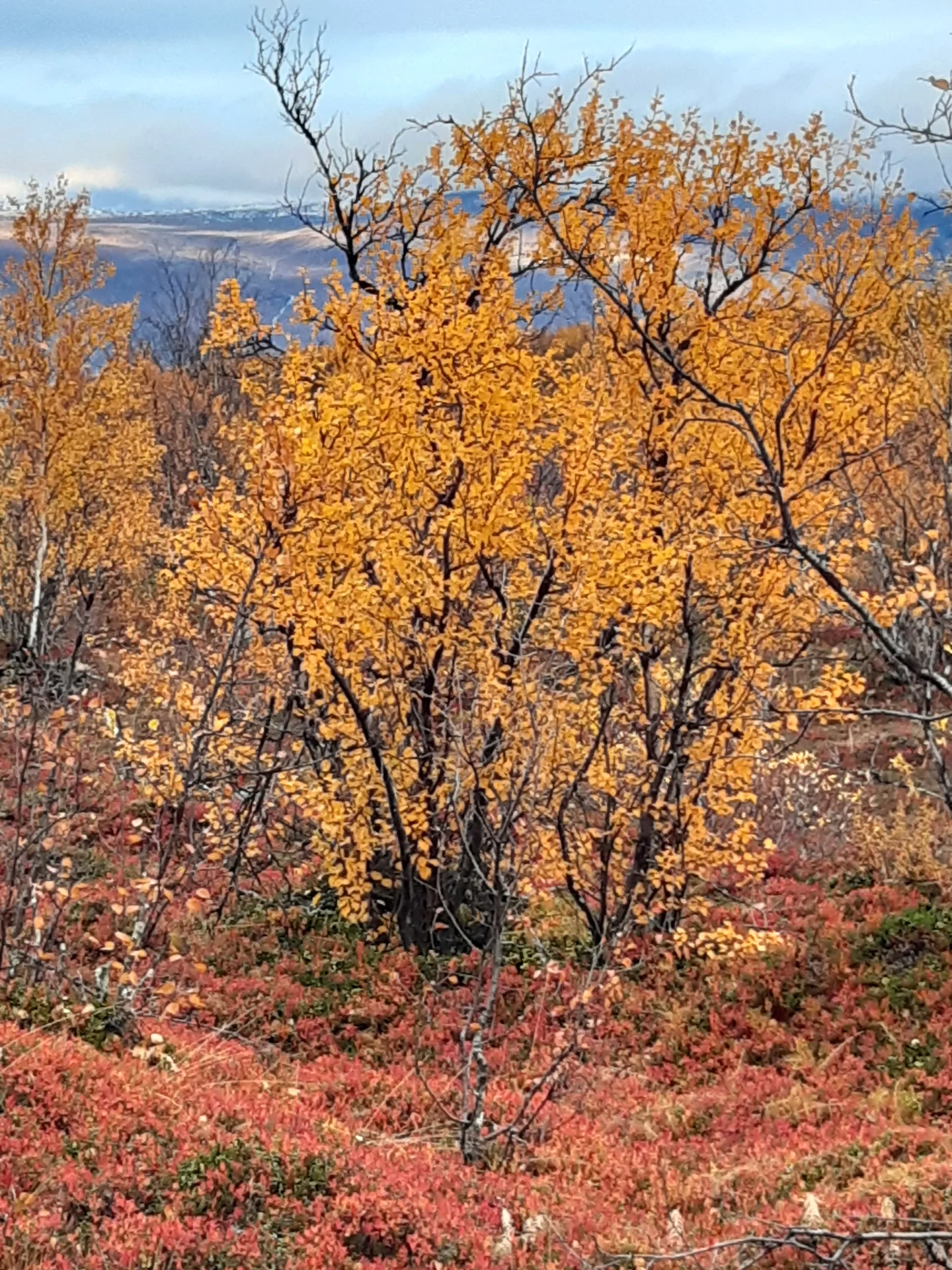 Autumnal colors in the boreal forest close to Abisko Scientific Research Station