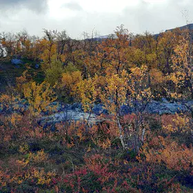 Birch stands in the lowlands of Stordalen catchment