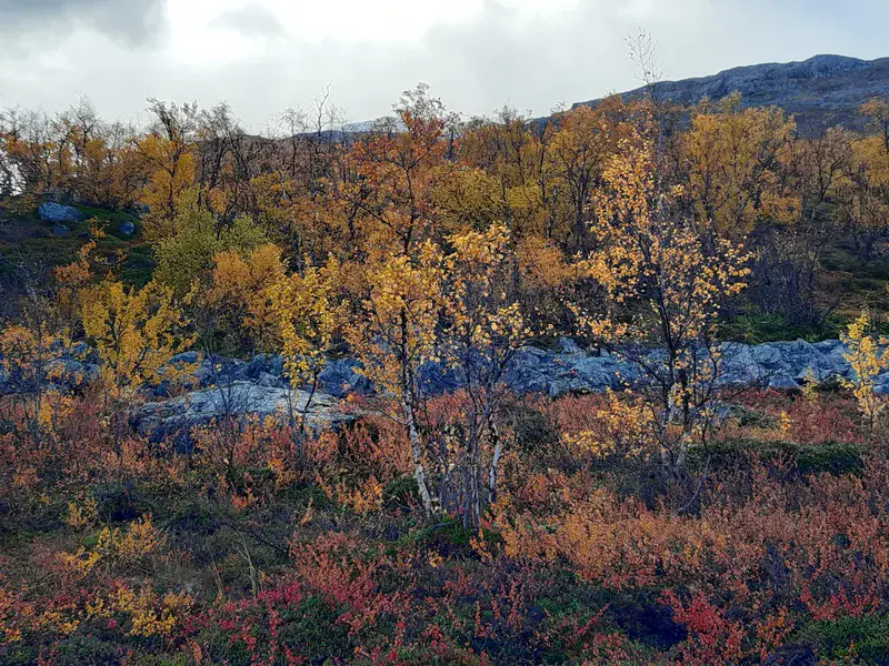 Birch stands in the lowlands of Stordalen catchment