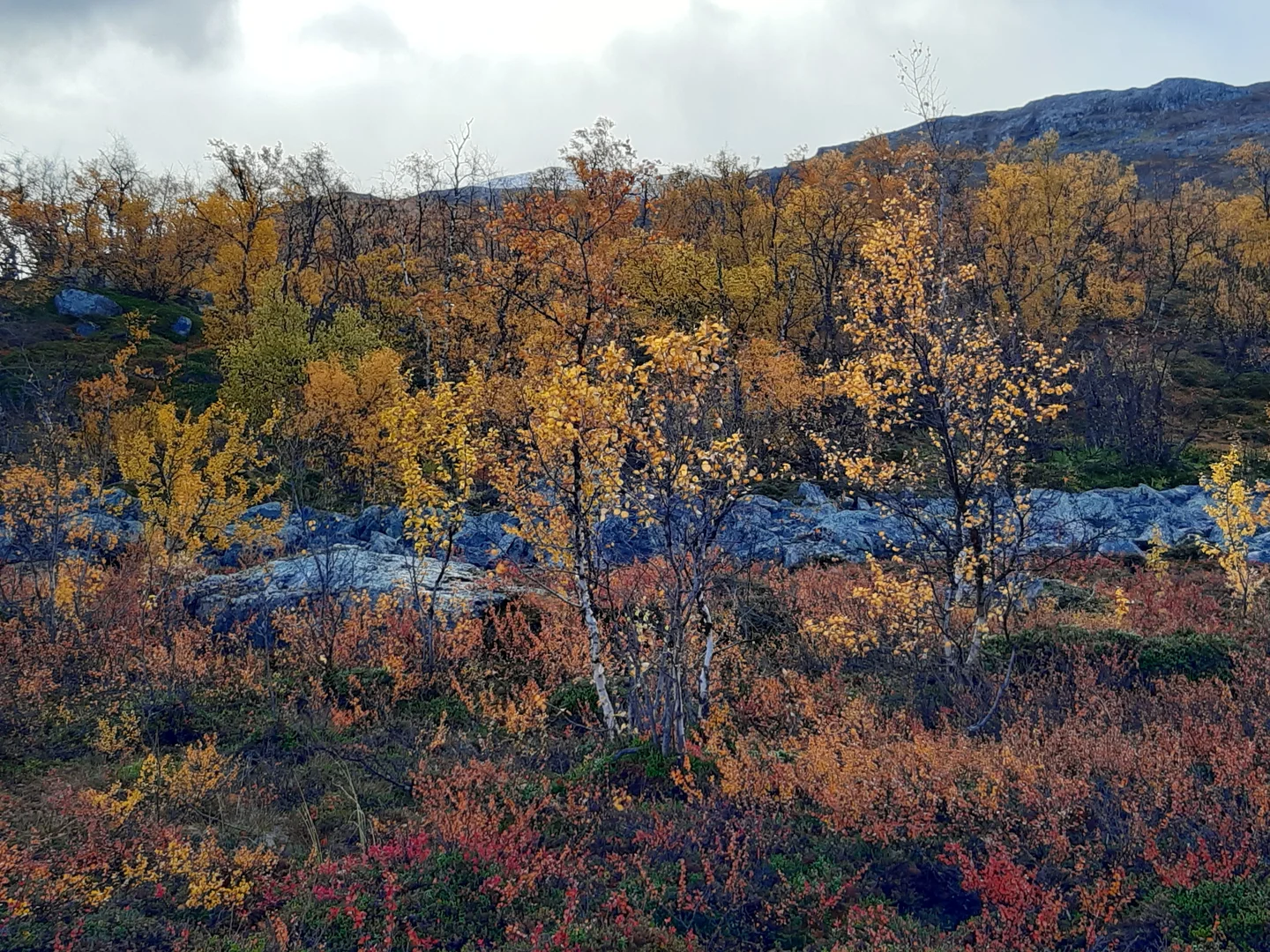 Birch stands in the lowlands of Stordalen catchment