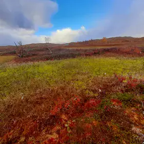 Peatland in Stordalen catchment