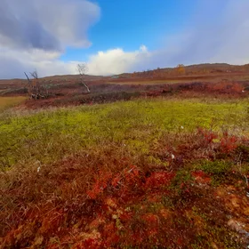 Peatland in Stordalen catchment