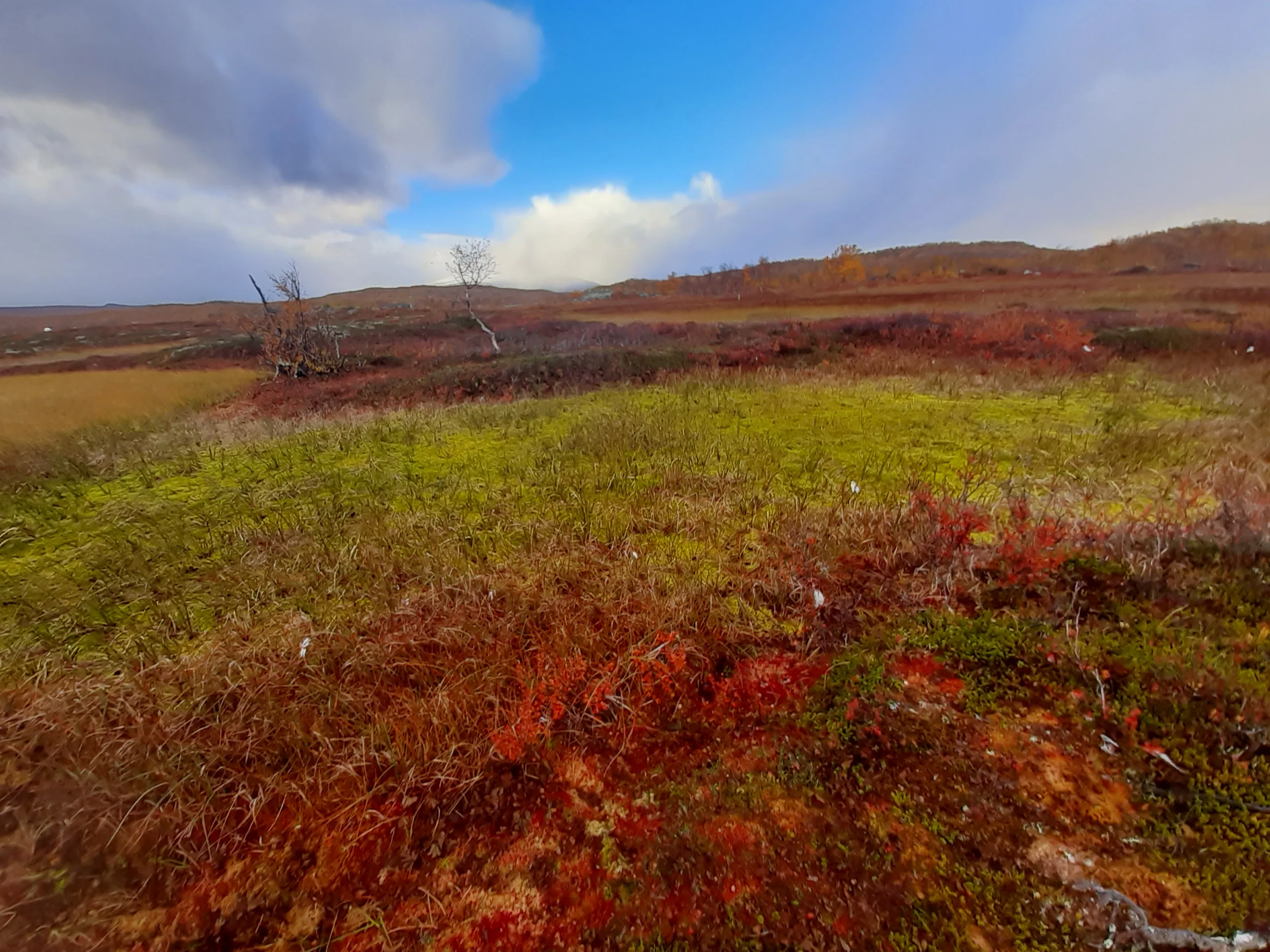 Peatland in Stordalen catchment