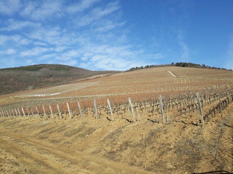 Tokaj Nagy Hill, Hungary