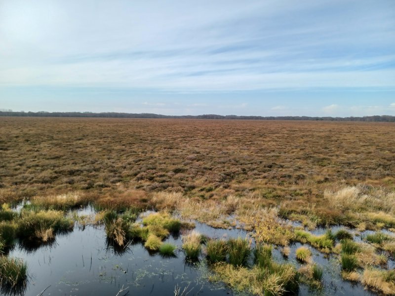 Image of a Danish (Store Vildmose) peat bog