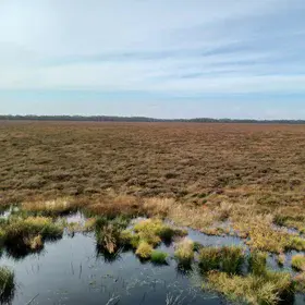 Image of a Danish (Store Vildmose) peat bog
