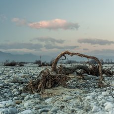 Tired tree remains on riverbed by Jacopo Furlanetto