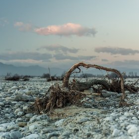 Tired tree remains on riverbed