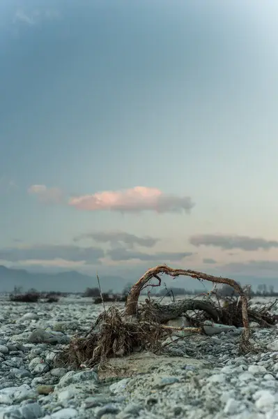 Tired tree remains on riverbed
