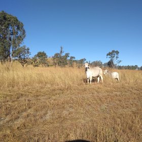 Cattle grazing in Central Queensland