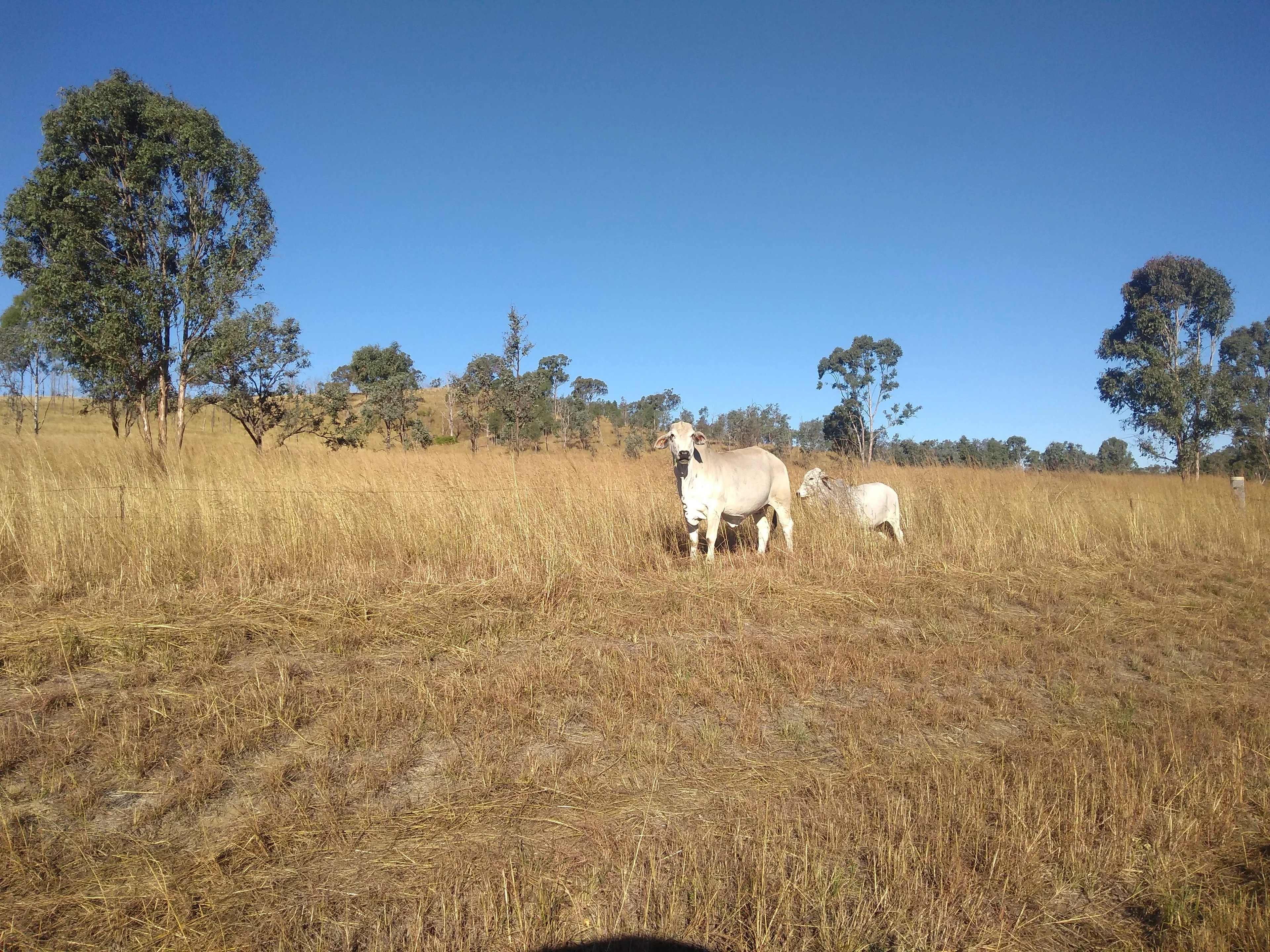 Cattle grazing in Central Queensland