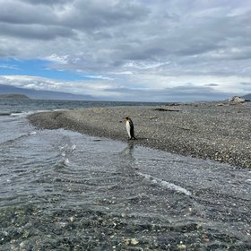 King penguin (Beagle Channel)