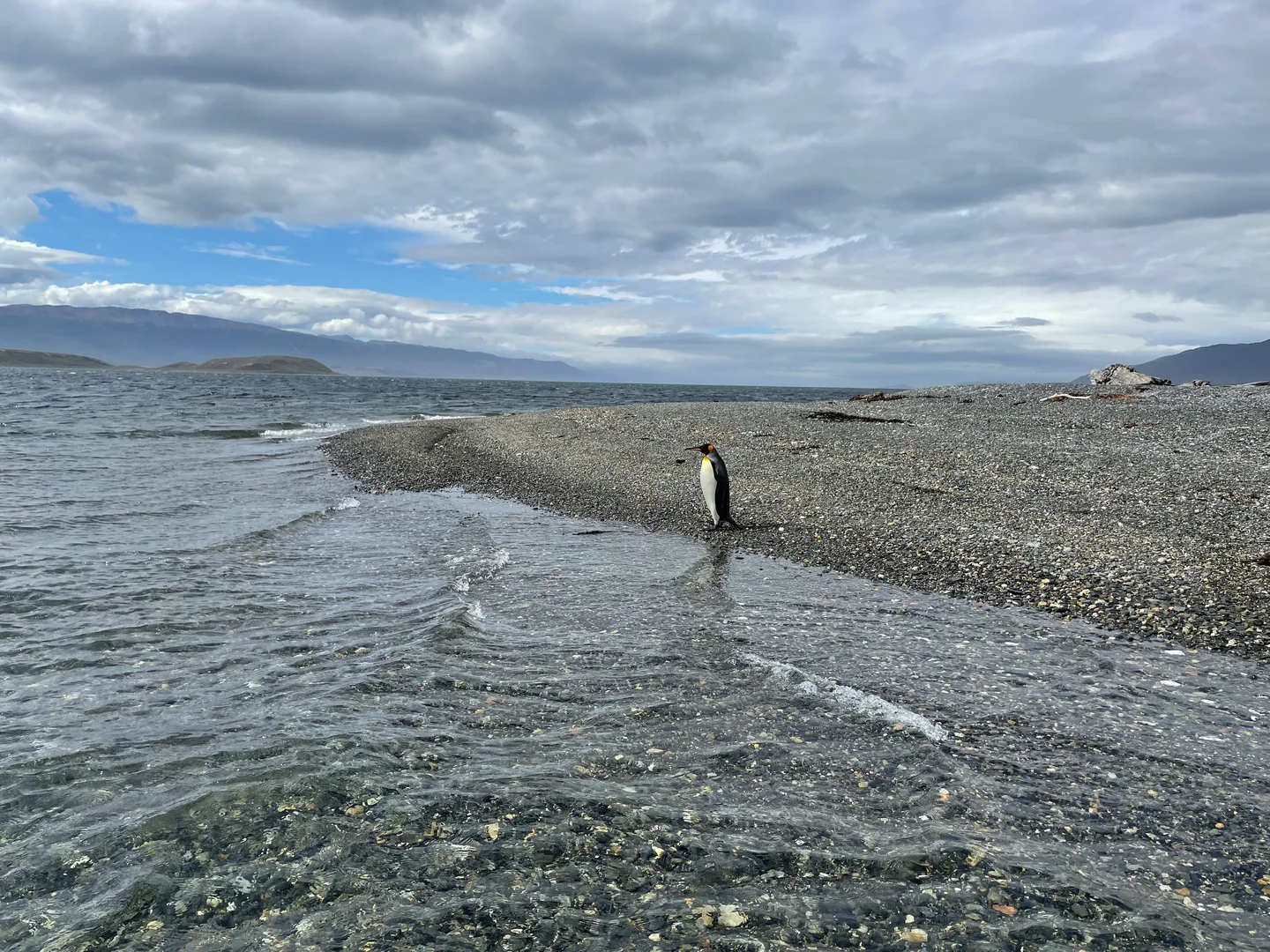 King penguin (Beagle Channel)