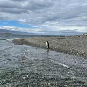 King penguin (Beagle Channel)