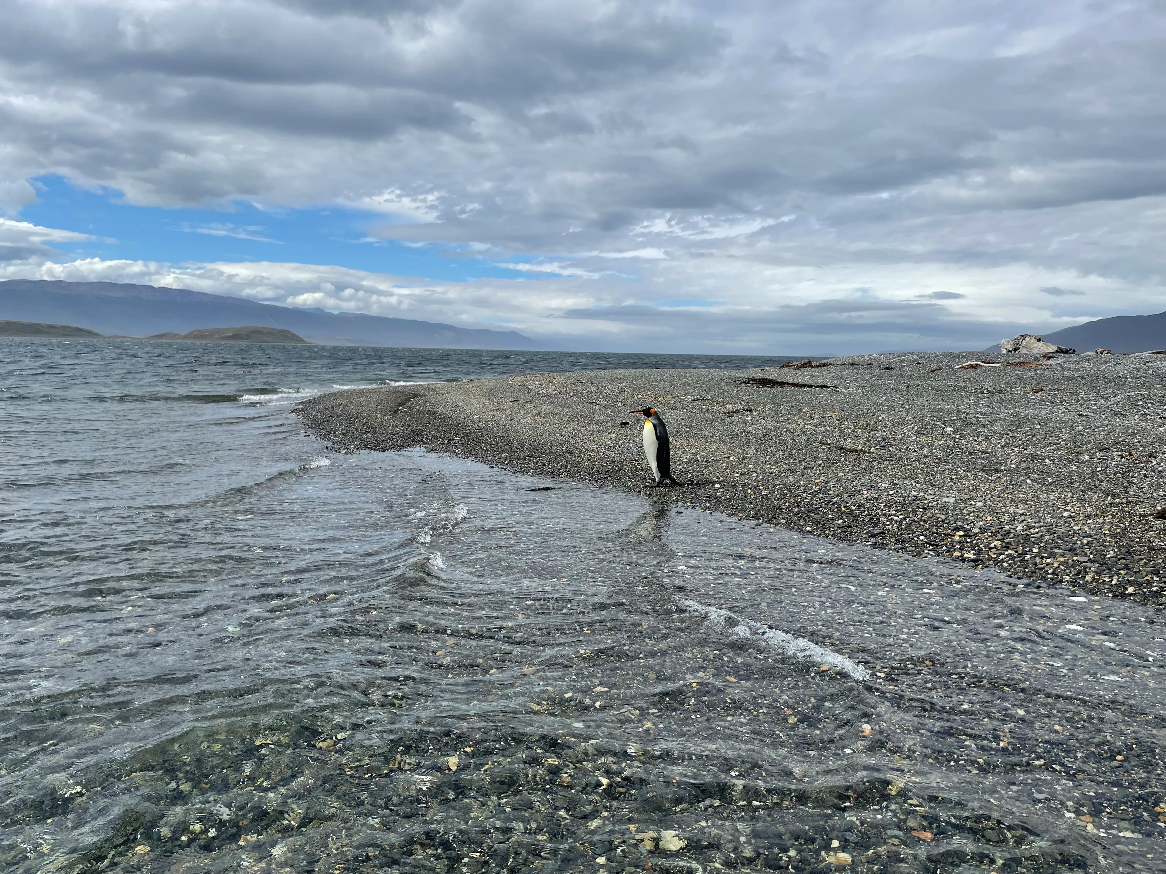 King penguin (Beagle Channel)