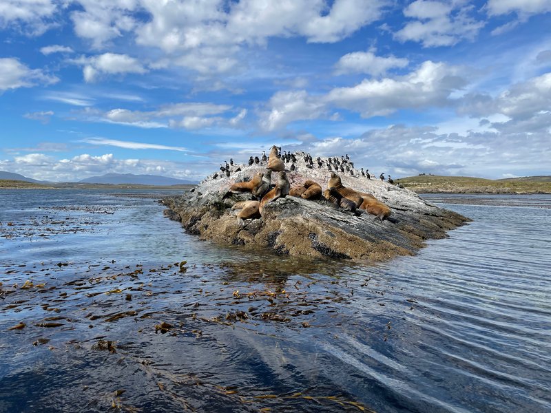 Sunbathing sea lions