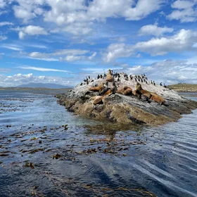 Sunbathing sea lions