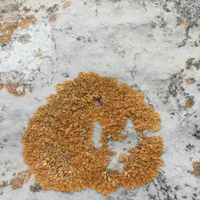 Lichen on limestone at the Gibraltar Rock Nature Reserve