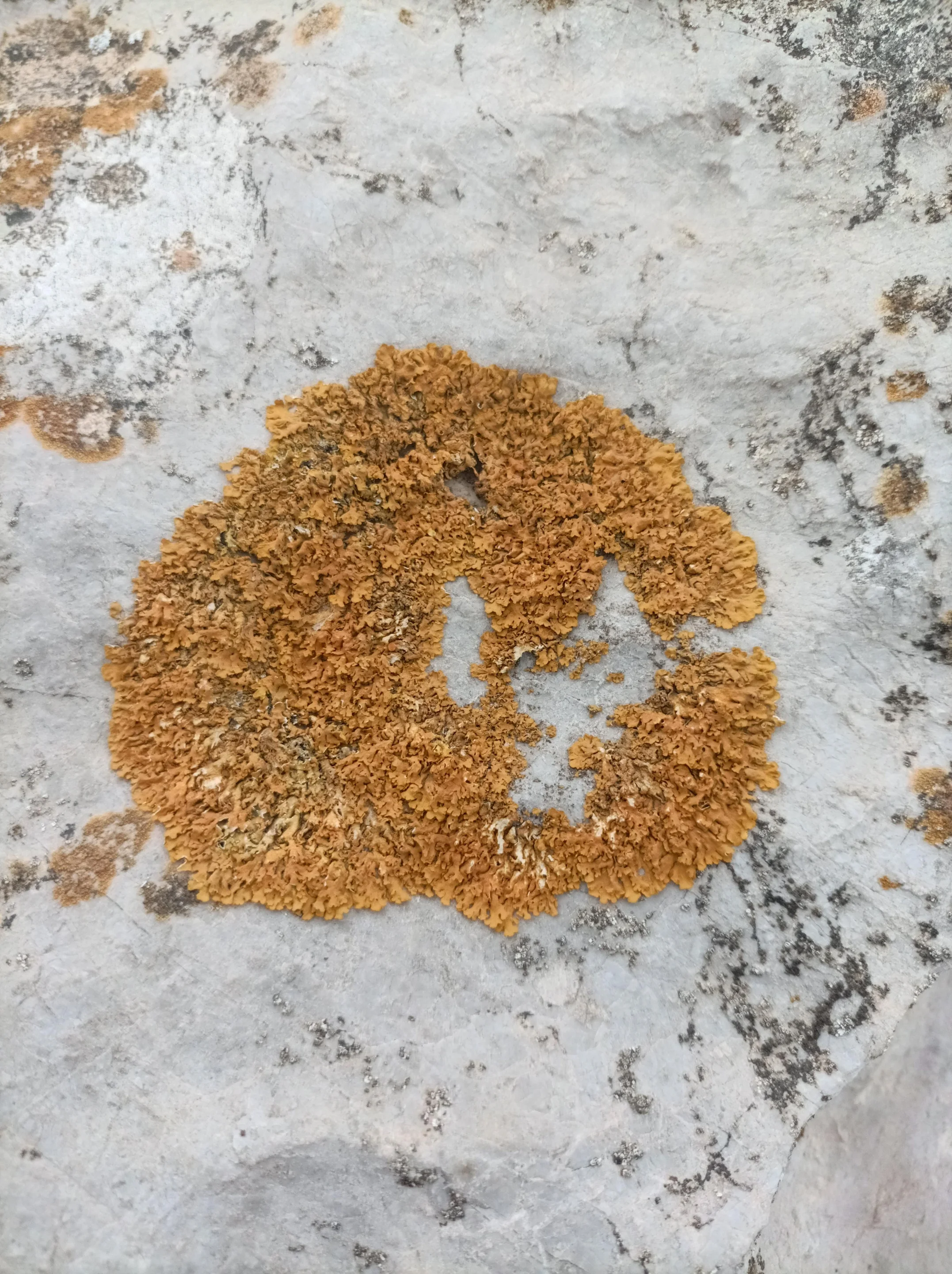 Lichen on limestone at the Gibraltar Rock Nature Reserve
