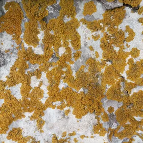 Lichen on limestone at the Gibraltar Rock Nature Reserve