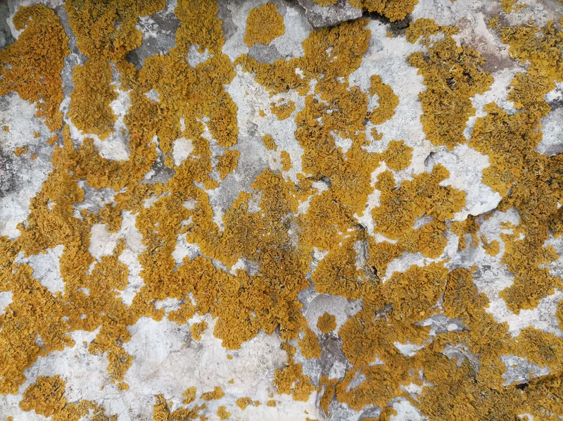 Lichen on limestone at the Gibraltar Rock Nature Reserve